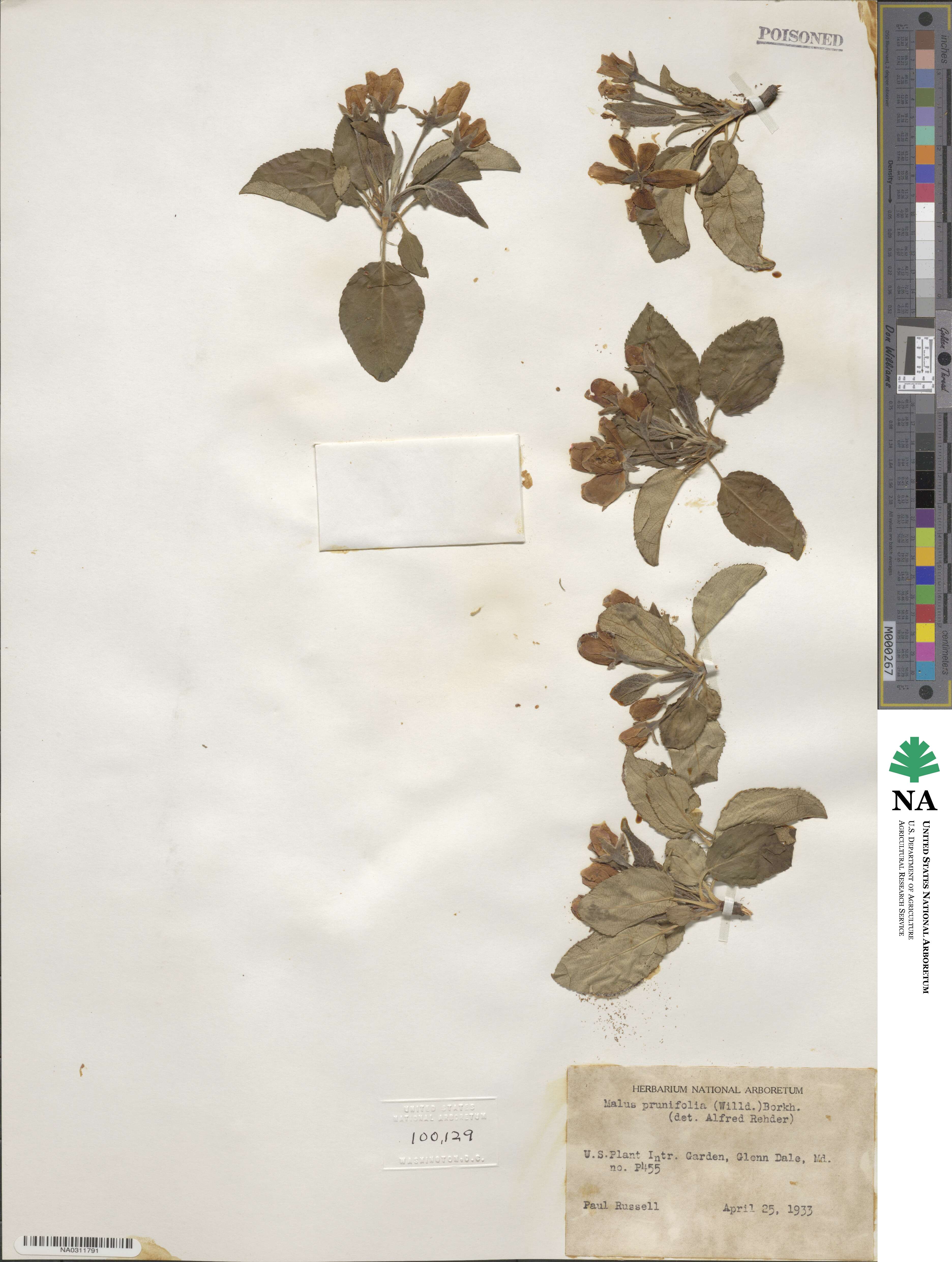 Malus prunifolia image