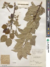 Malus prunifolia image