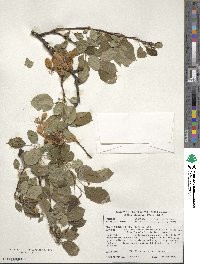 Malus prunifolia image