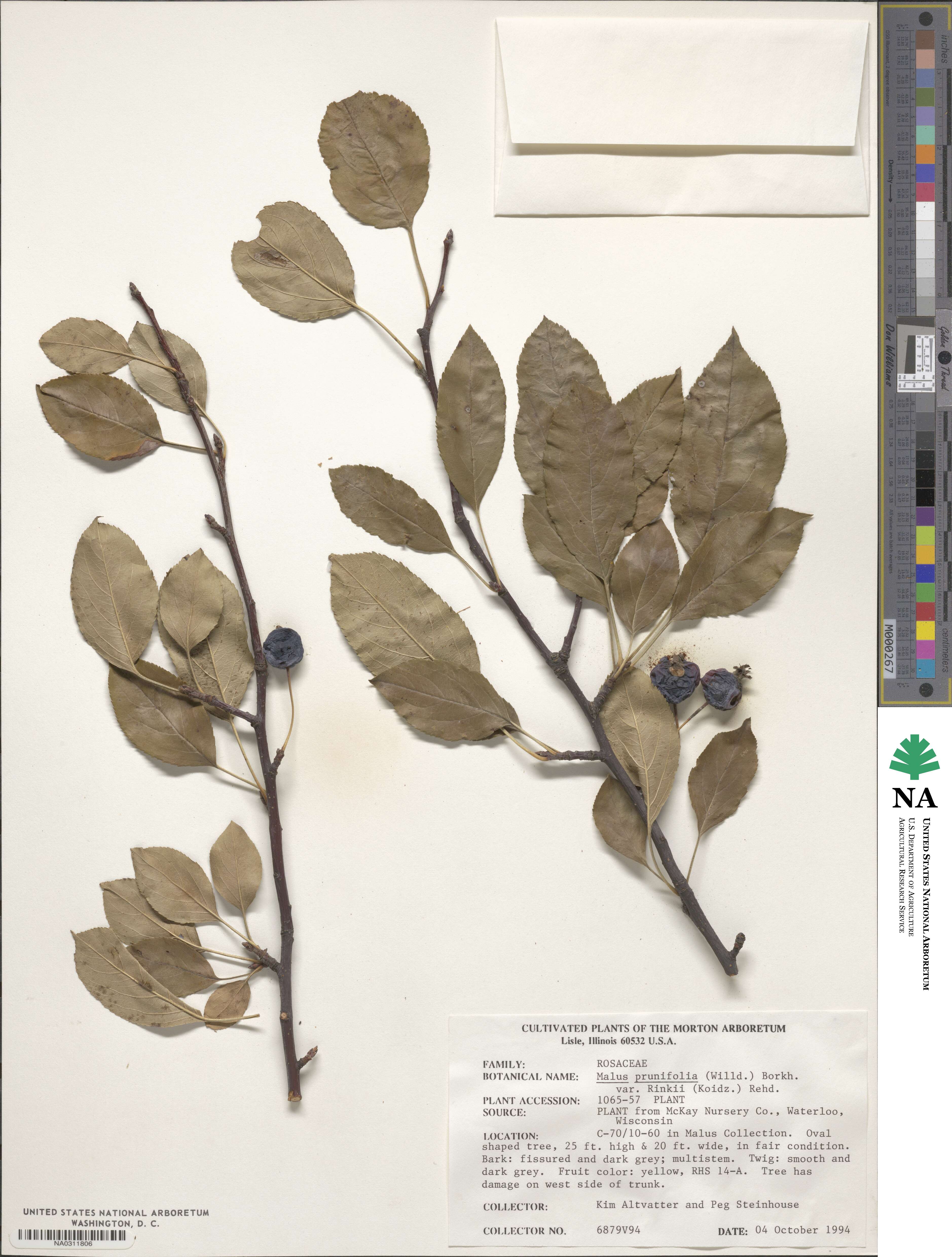 Malus asiatica image