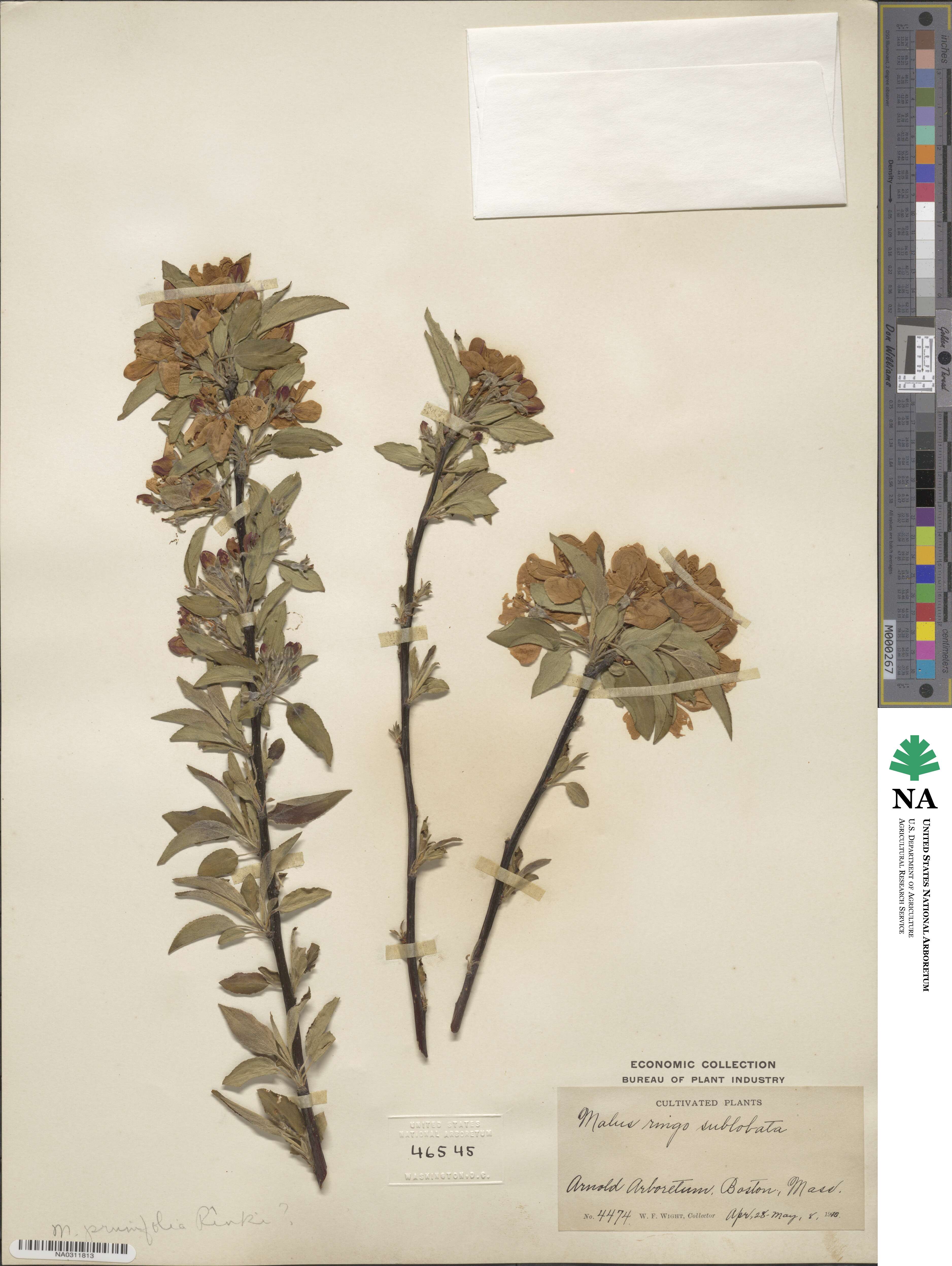 Malus asiatica image