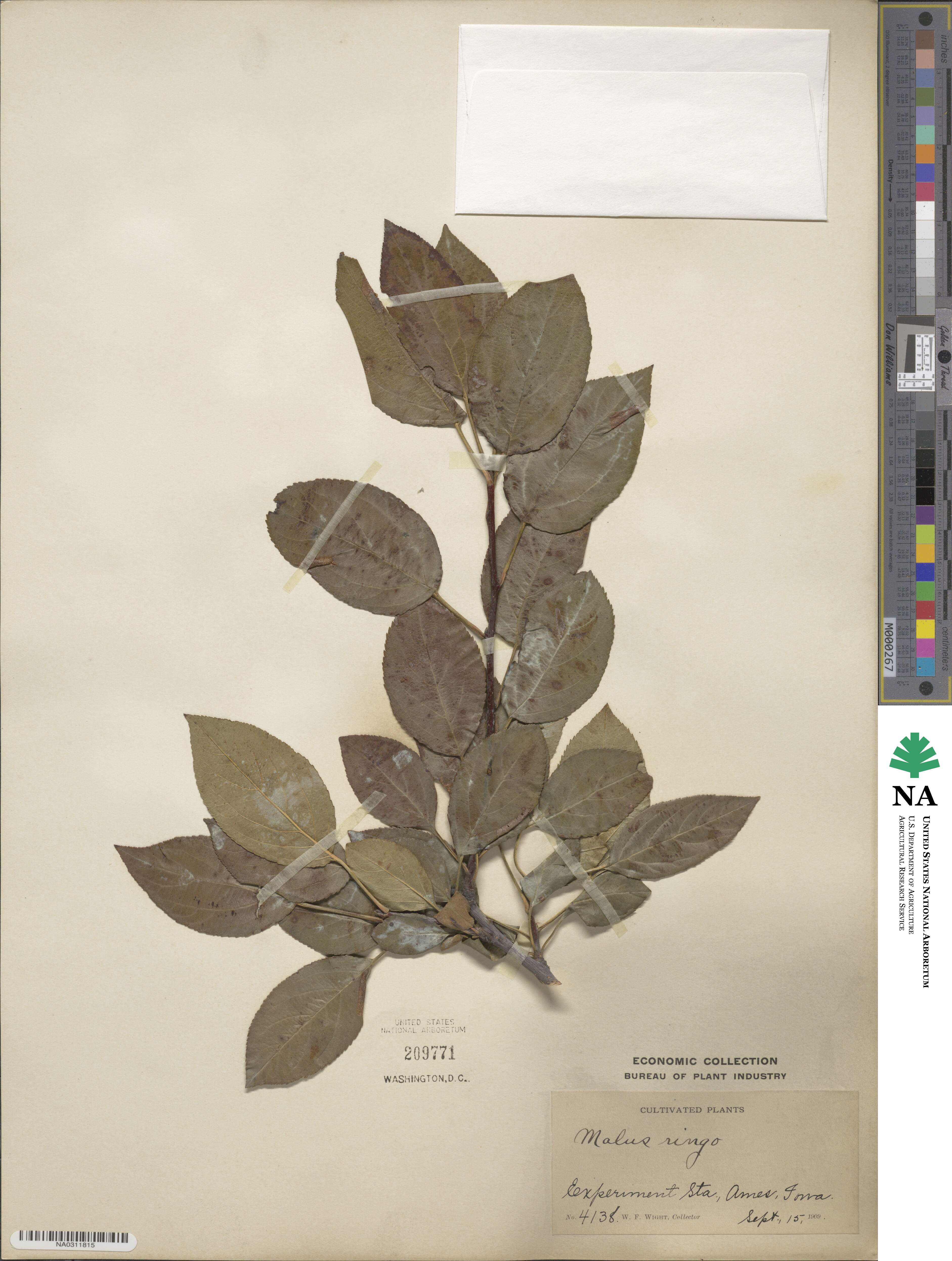Malus asiatica image