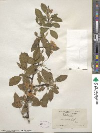 Malus asiatica image