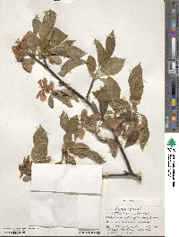 Malus pumila image