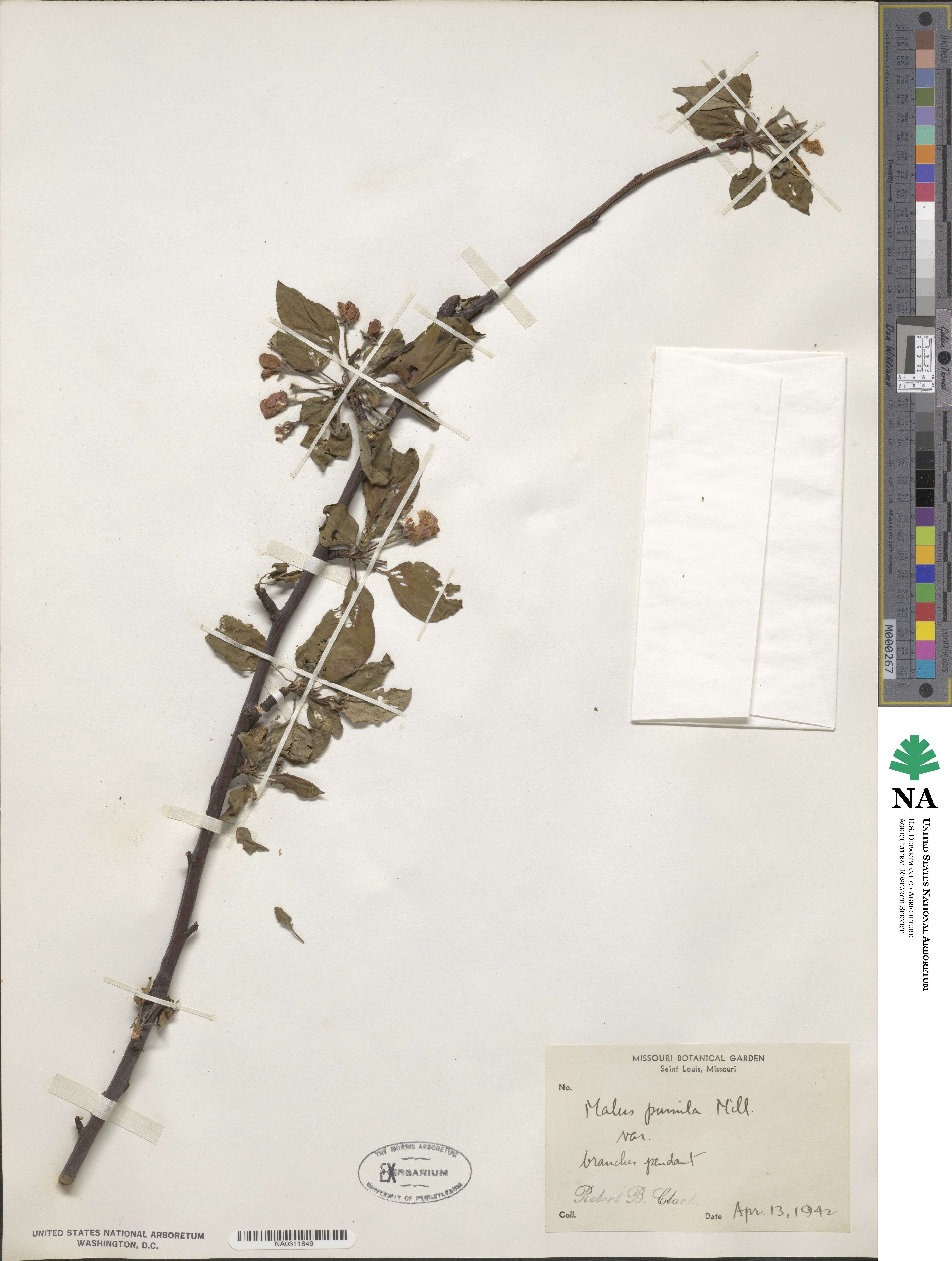 Malus pumila image