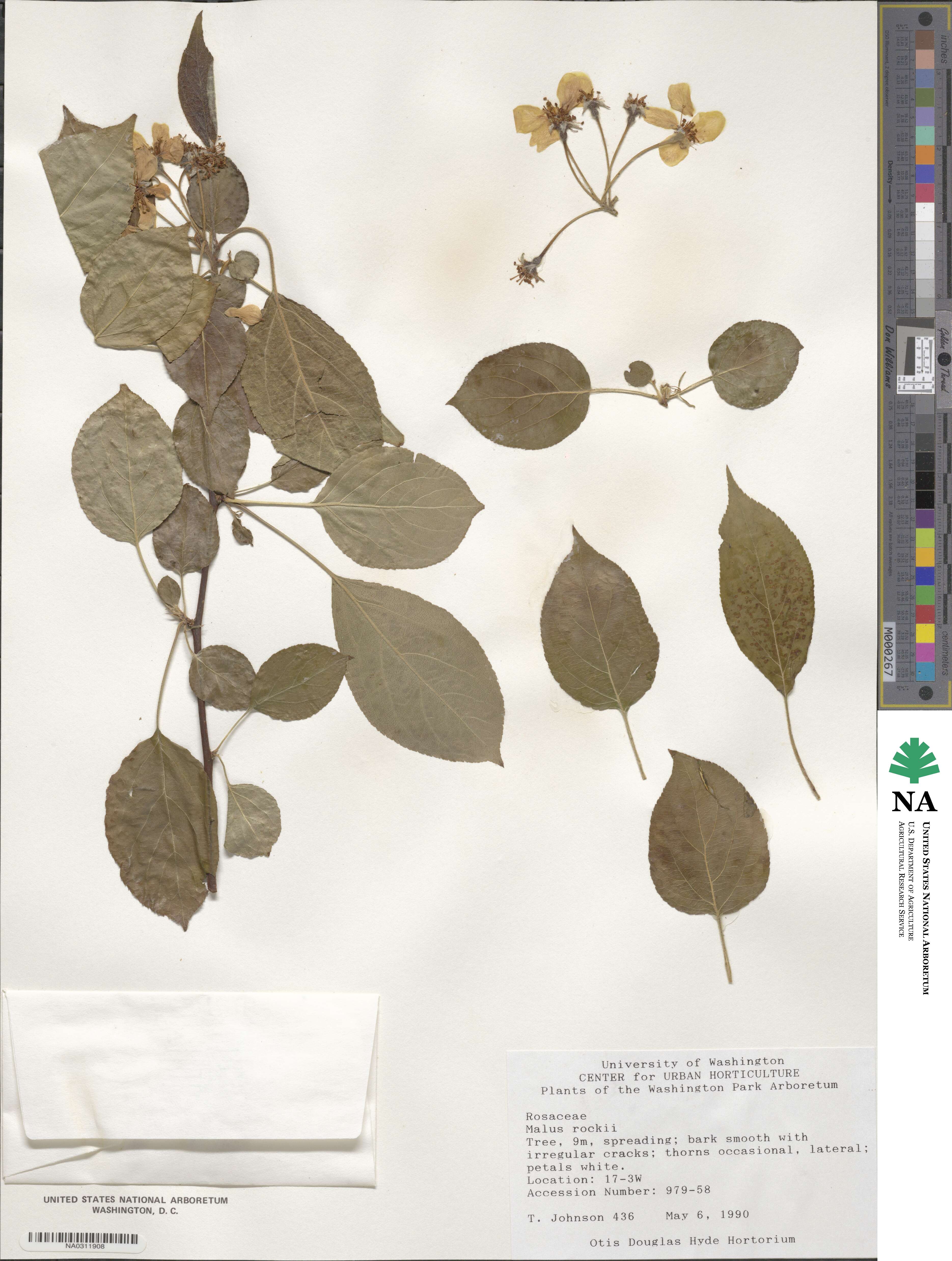 Malus rockii image