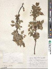 Malus rockii image