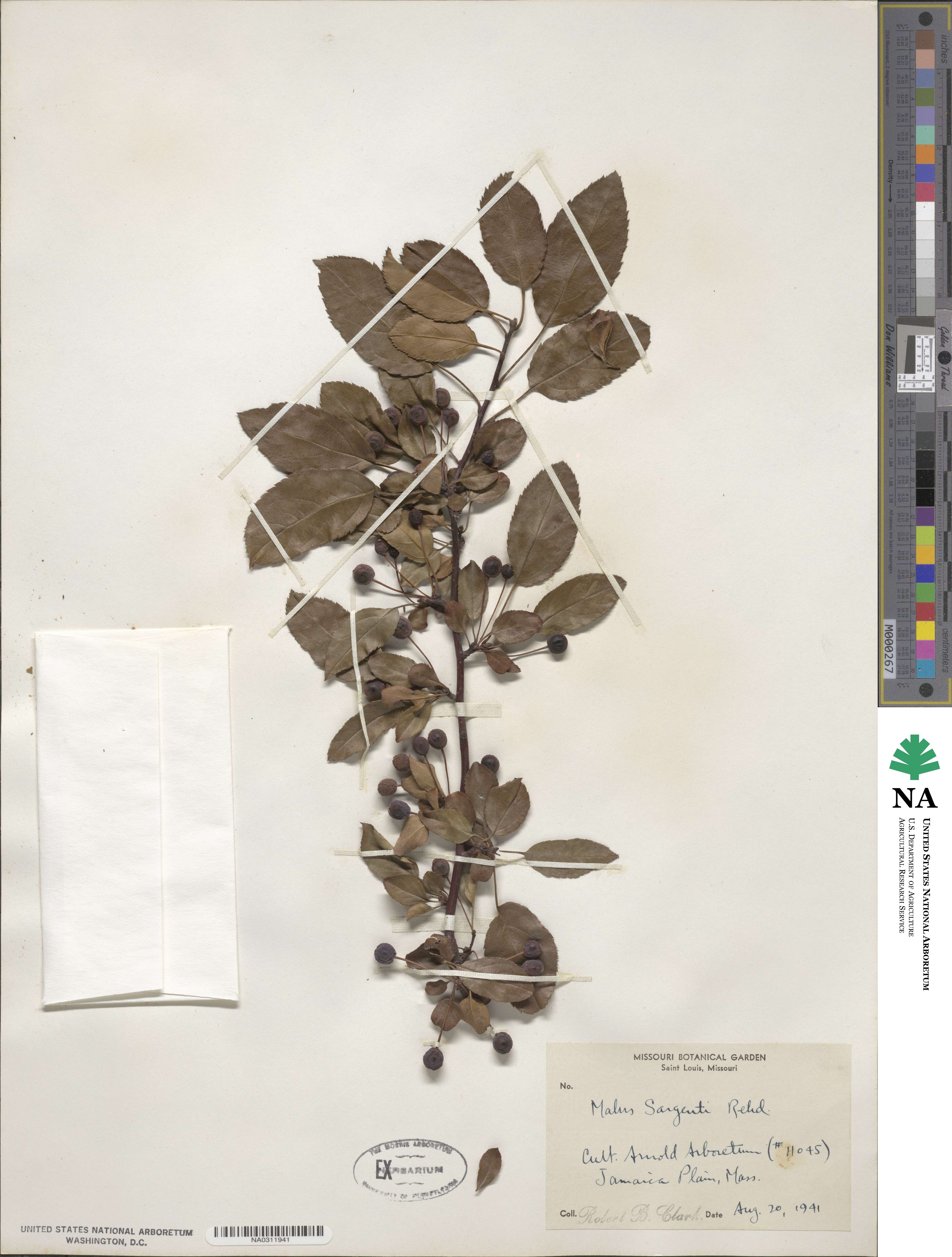 Malus sieboldii image