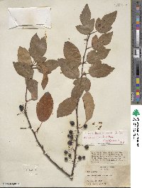 Malus sieboldii image