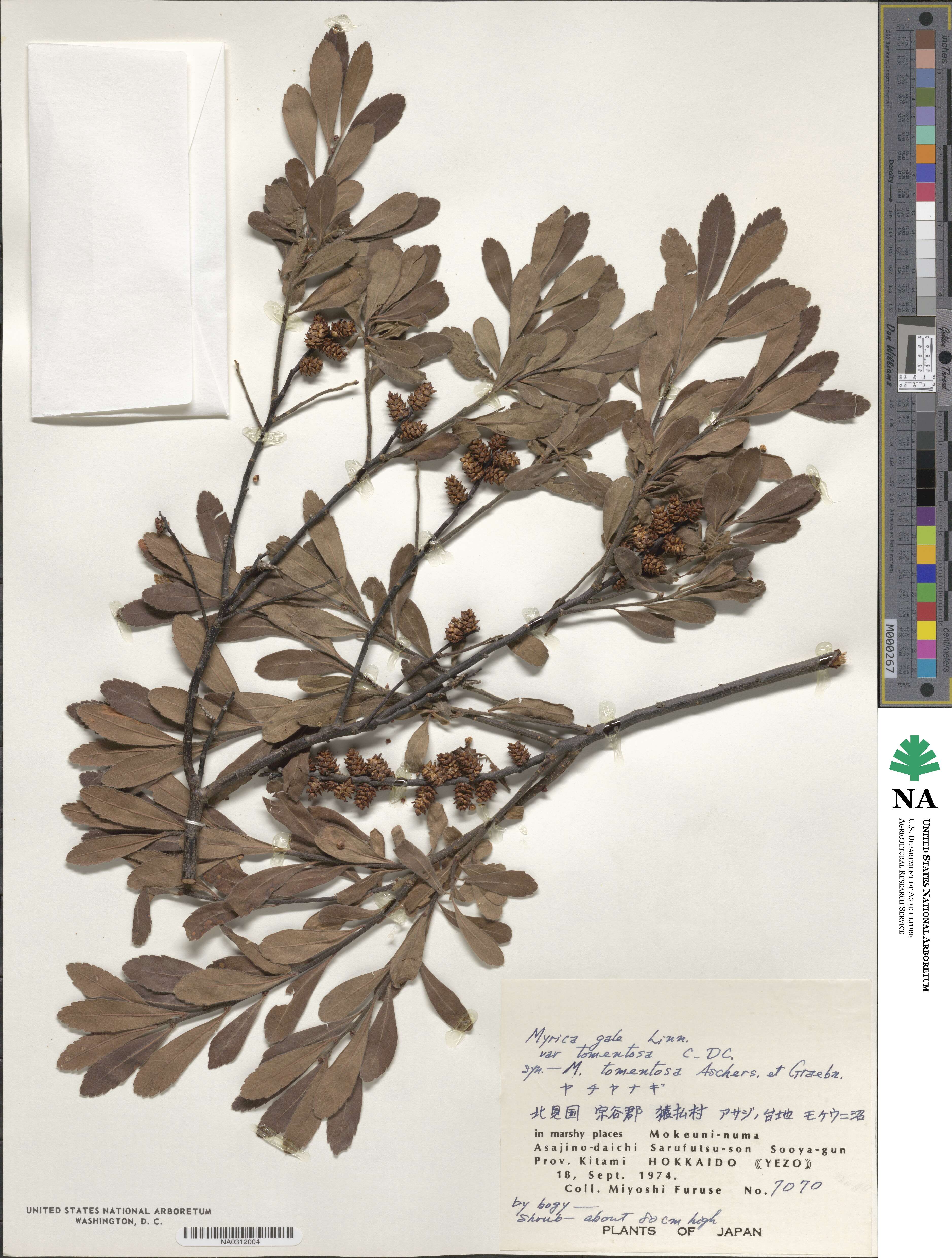 Myrica gale image