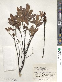 Myrica gale subsp. tomentosa image