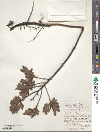 Myrica gale subsp. tomentosa image