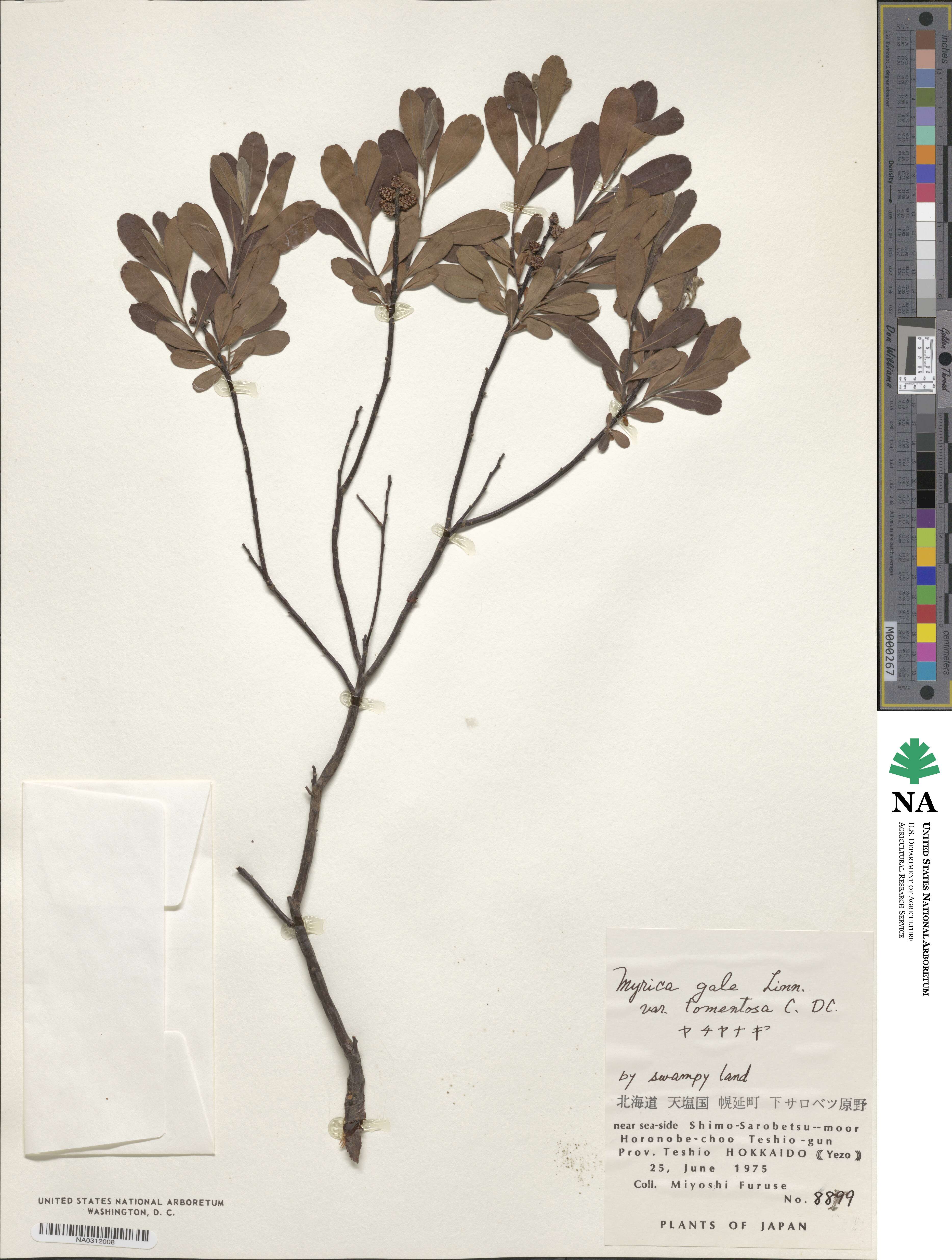 Myrica gale subsp. tomentosa image