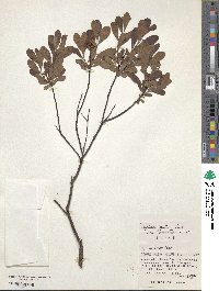 Myrica gale subsp. tomentosa image