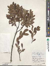 Myrica gale subsp. tomentosa image