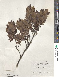 Myrica gale subsp. tomentosa image