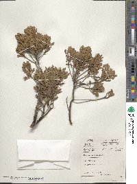 Image of Morella quercifolia