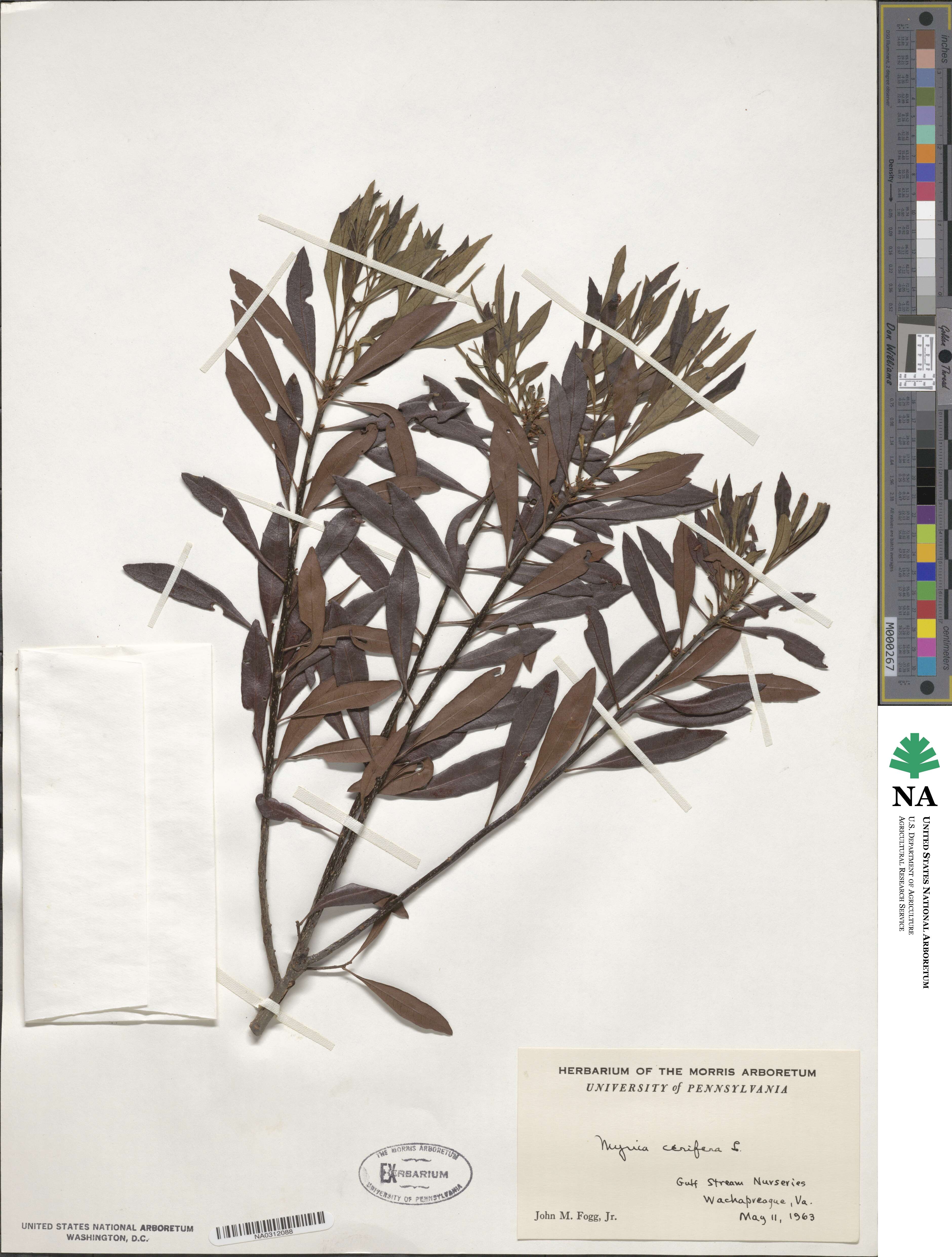 Morella cerifera image