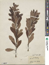 Myrica gale subsp. tomentosa image