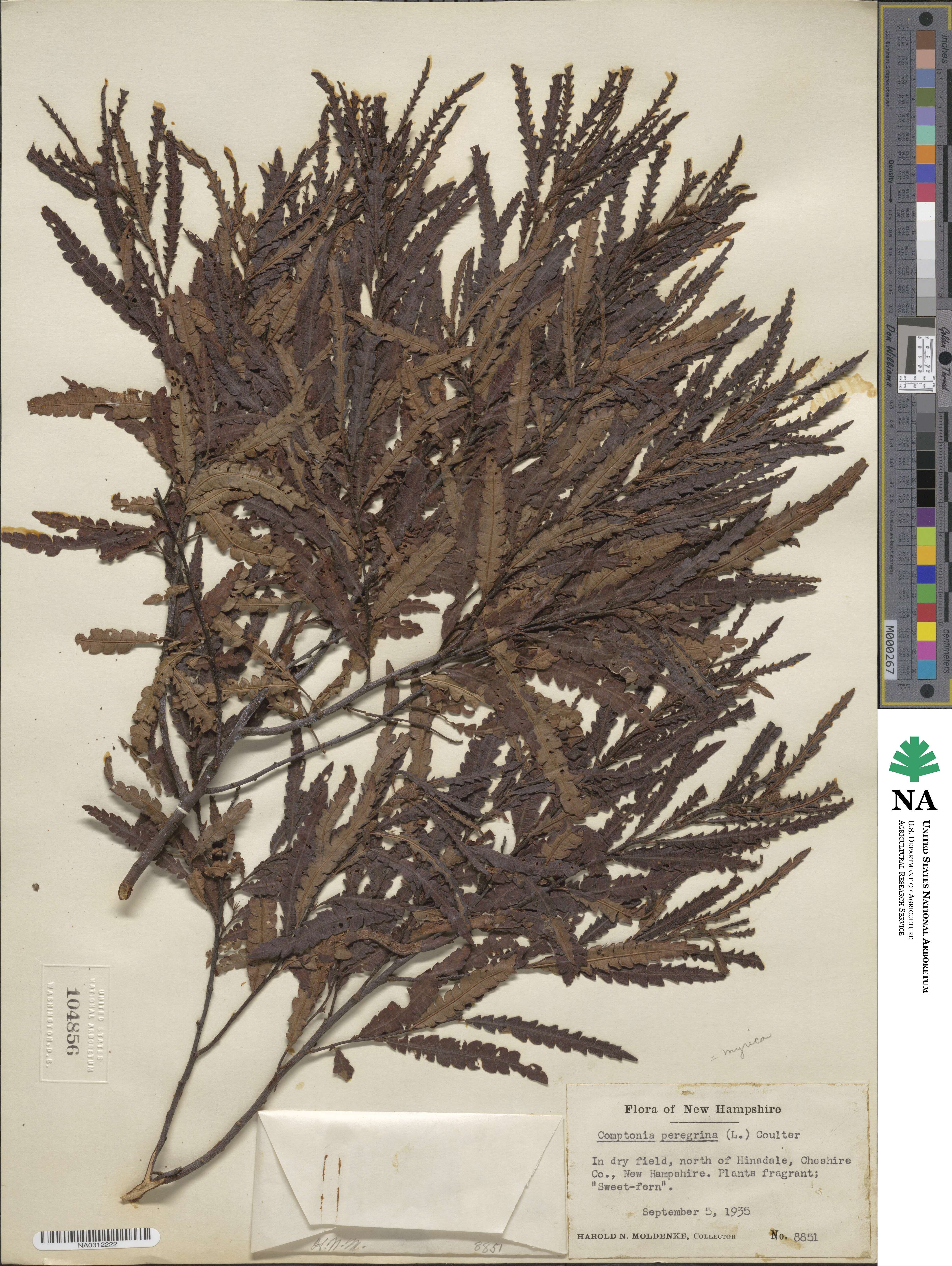 Comptonia peregrina image