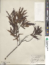 Comptonia peregrina var. asplenifolia image