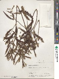 Comptonia peregrina var. asplenifolia image