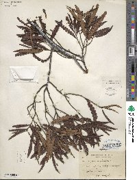 Comptonia peregrina var. asplenifolia image