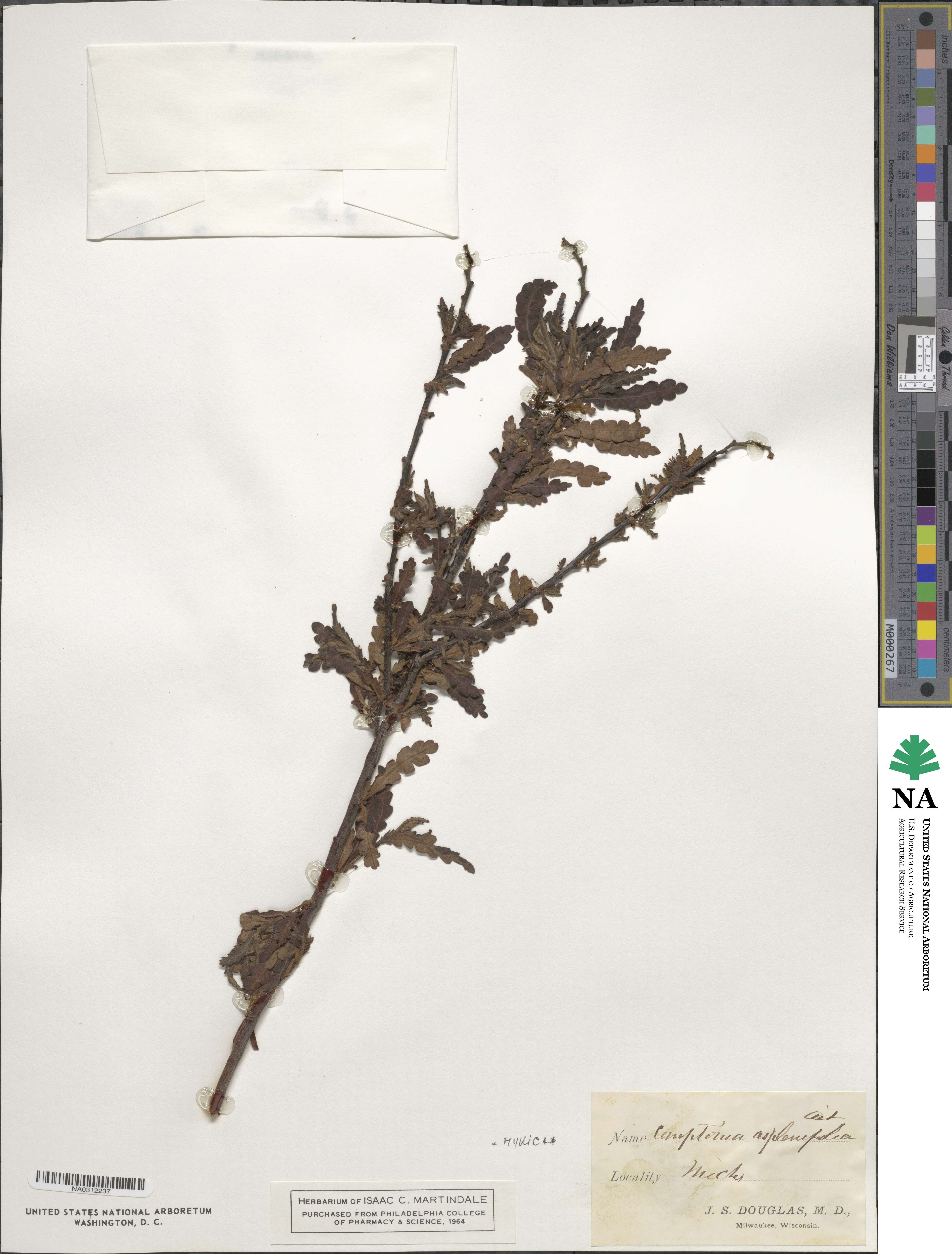 Comptonia peregrina var. asplenifolia image