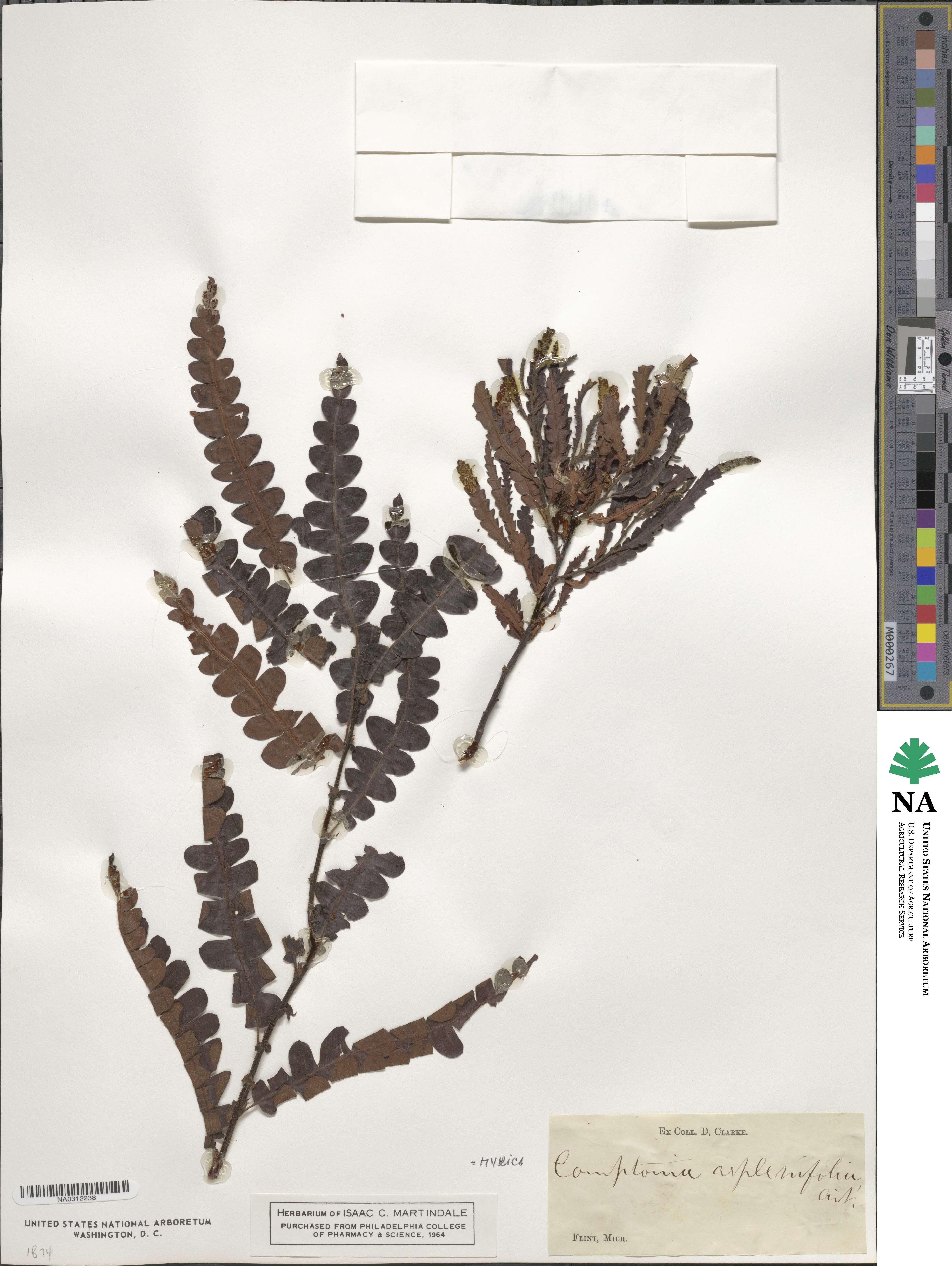 Comptonia image