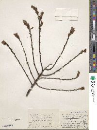 Comptonia peregrina var. asplenifolia image