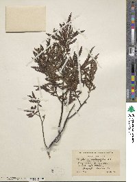 Comptonia peregrina var. asplenifolia image