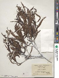 Comptonia peregrina var. asplenifolia image