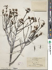 Comptonia peregrina var. asplenifolia image