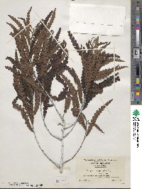 Comptonia peregrina var. asplenifolia image