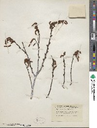 Comptonia peregrina var. asplenifolia image