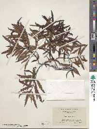 Comptonia peregrina var. asplenifolia image