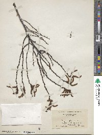 Comptonia peregrina var. asplenifolia image