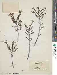 Comptonia peregrina var. asplenifolia image