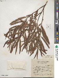 Comptonia peregrina var. asplenifolia image