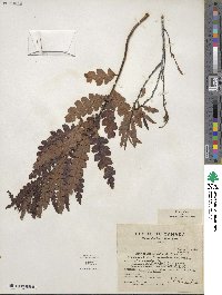 Comptonia peregrina var. asplenifolia image