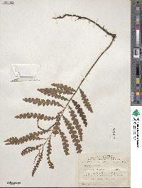 Comptonia peregrina var. asplenifolia image