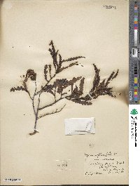 Comptonia peregrina var. asplenifolia image