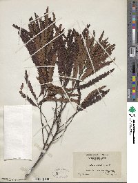 Comptonia peregrina var. asplenifolia image