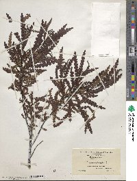 Comptonia peregrina var. asplenifolia image