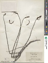 Comptonia peregrina var. asplenifolia image