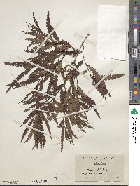 Comptonia peregrina var. asplenifolia image