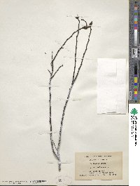 Comptonia peregrina var. asplenifolia image