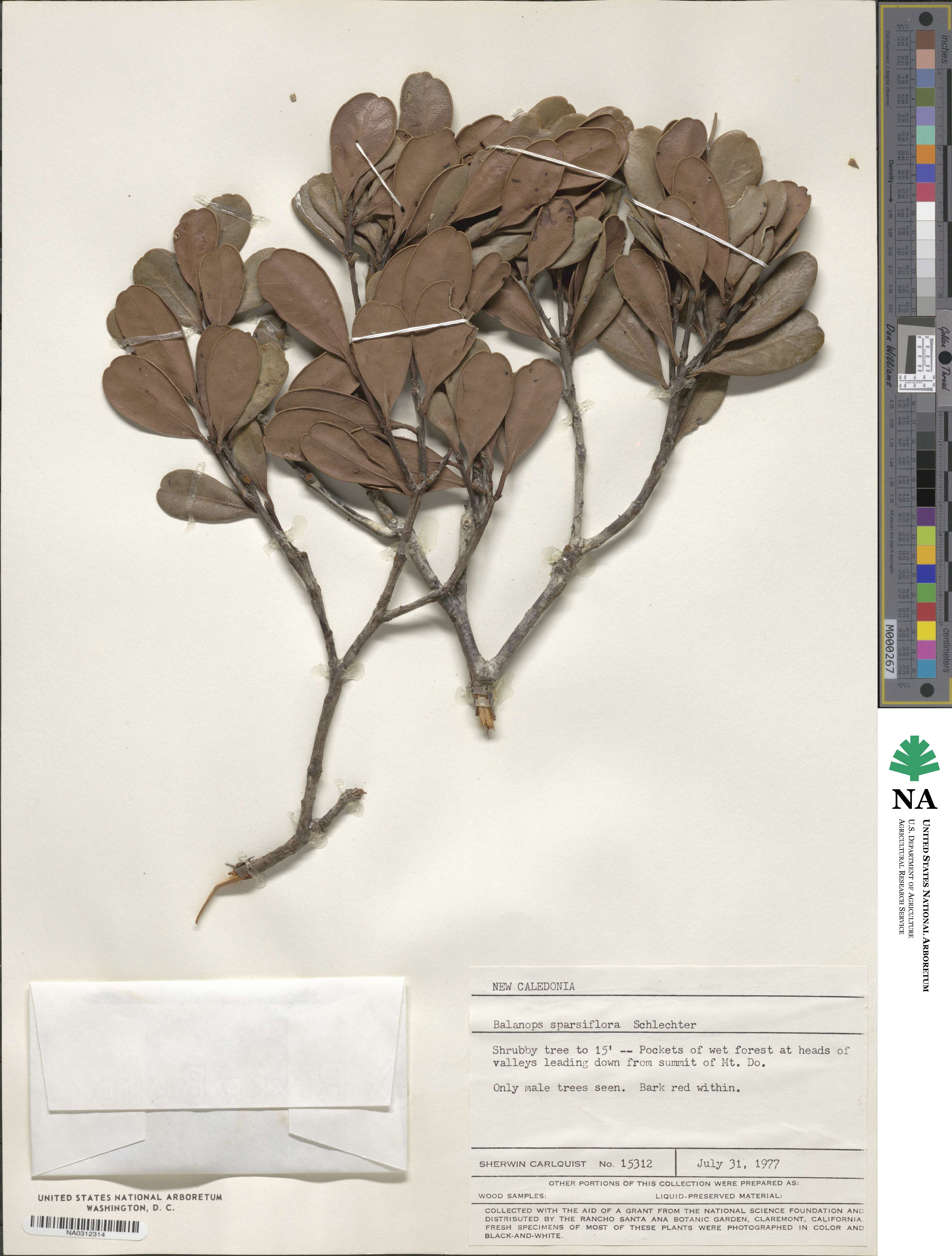 Balanops sparsifolia image