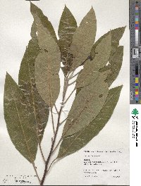 Leitneria floridana image