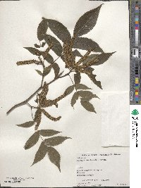 Platycarya strobilacea image